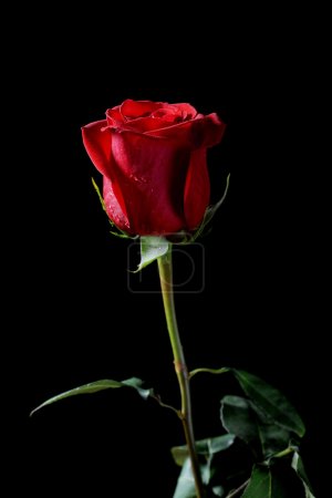 beautiful red rose with dew drops on a black back